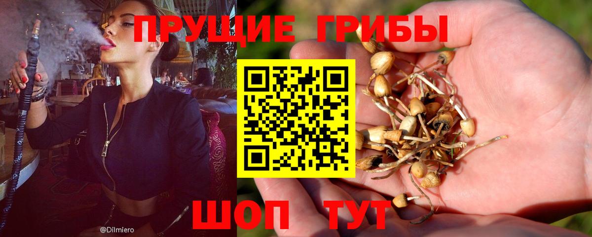 Галлюциногенные грибы Psilocybine cubensis  Вход с VPN  Кимры 